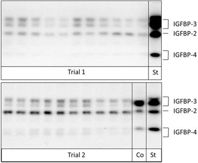 Increased Concentrations of Insulin-Like Growth Factor Binding Protein (IGFBP)-2, IGFBP-3, and IGFBP-4 Are Associated With Fetal Mortality in Pregnant Cows